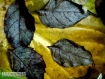 I colori delle foglie
