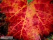 I colori delle foglie